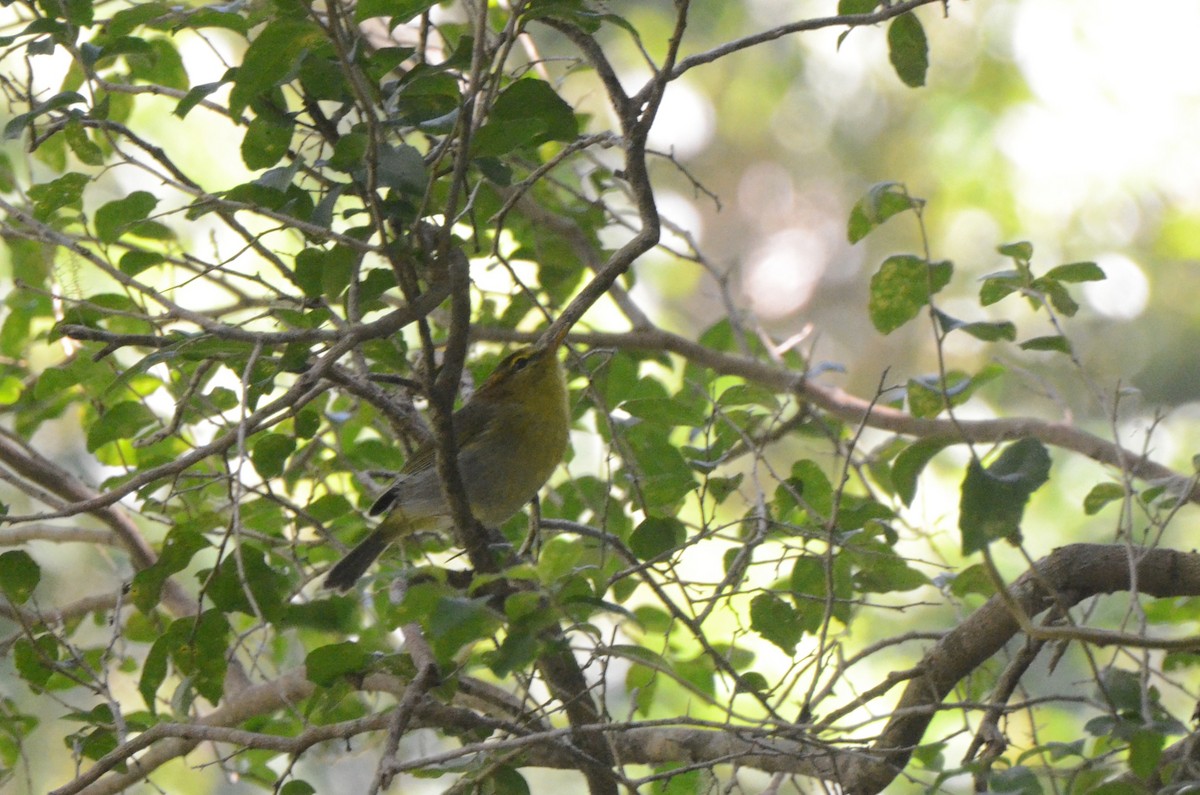 Yellow-throated Woodland-Warbler - ML634342071
