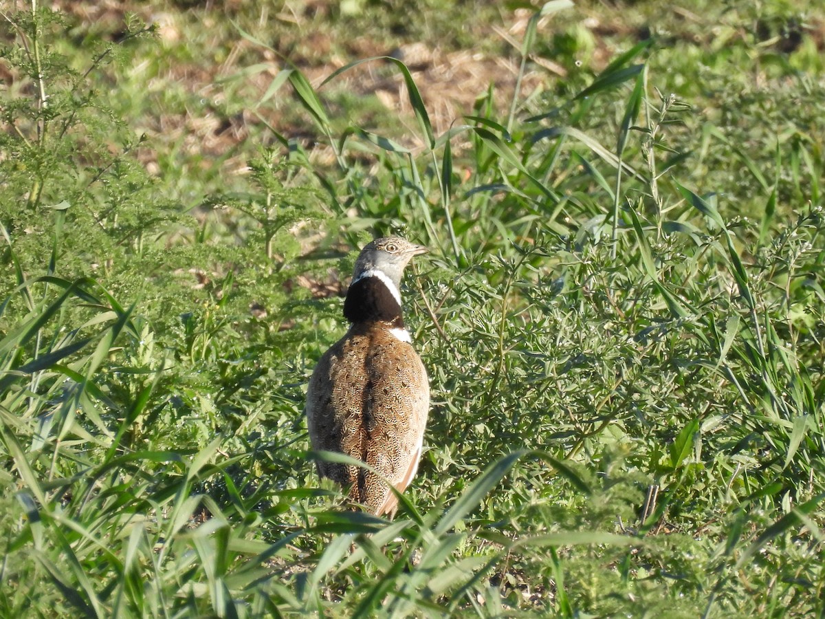 Little Bustard - ML634342072