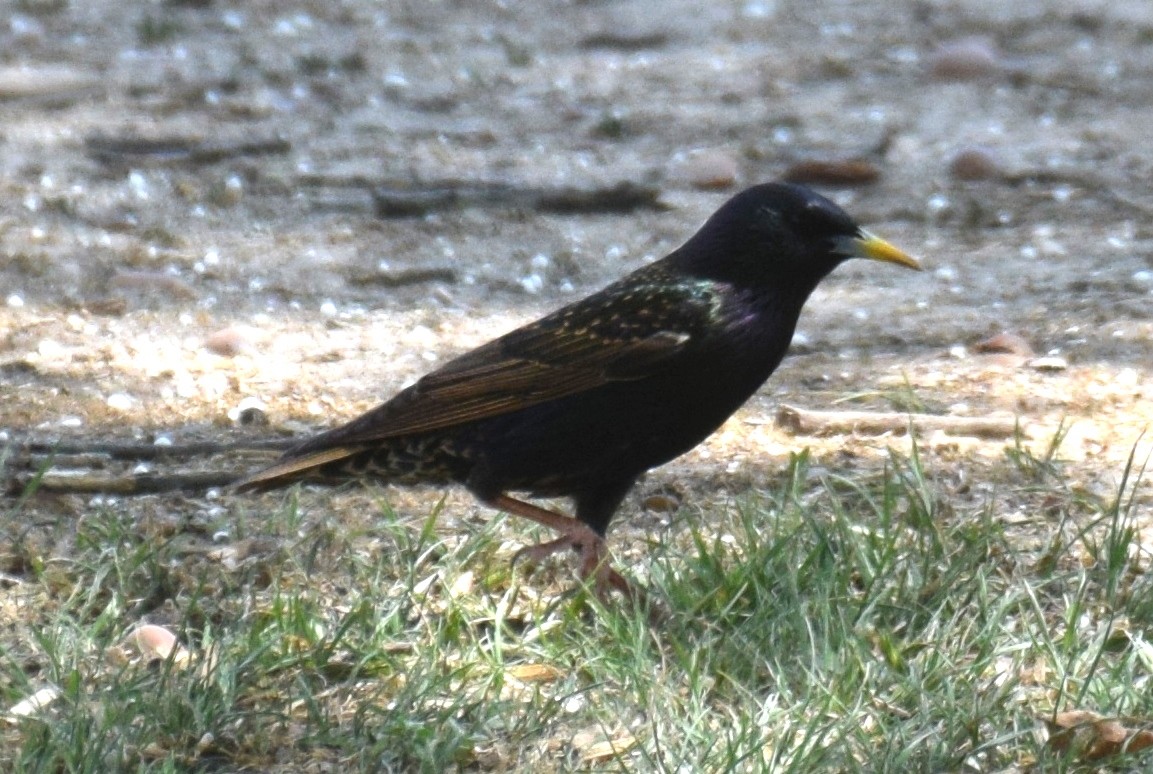 זרזיר מצוי - ML634342082