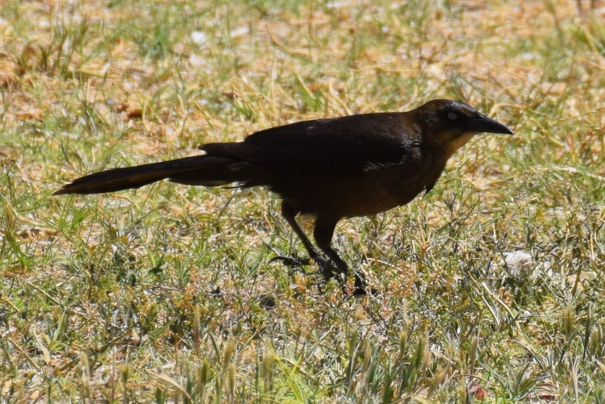 Great-tailed Grackle - ML634342086