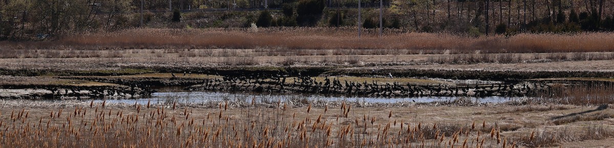 Double-crested Cormorant - ML634342101