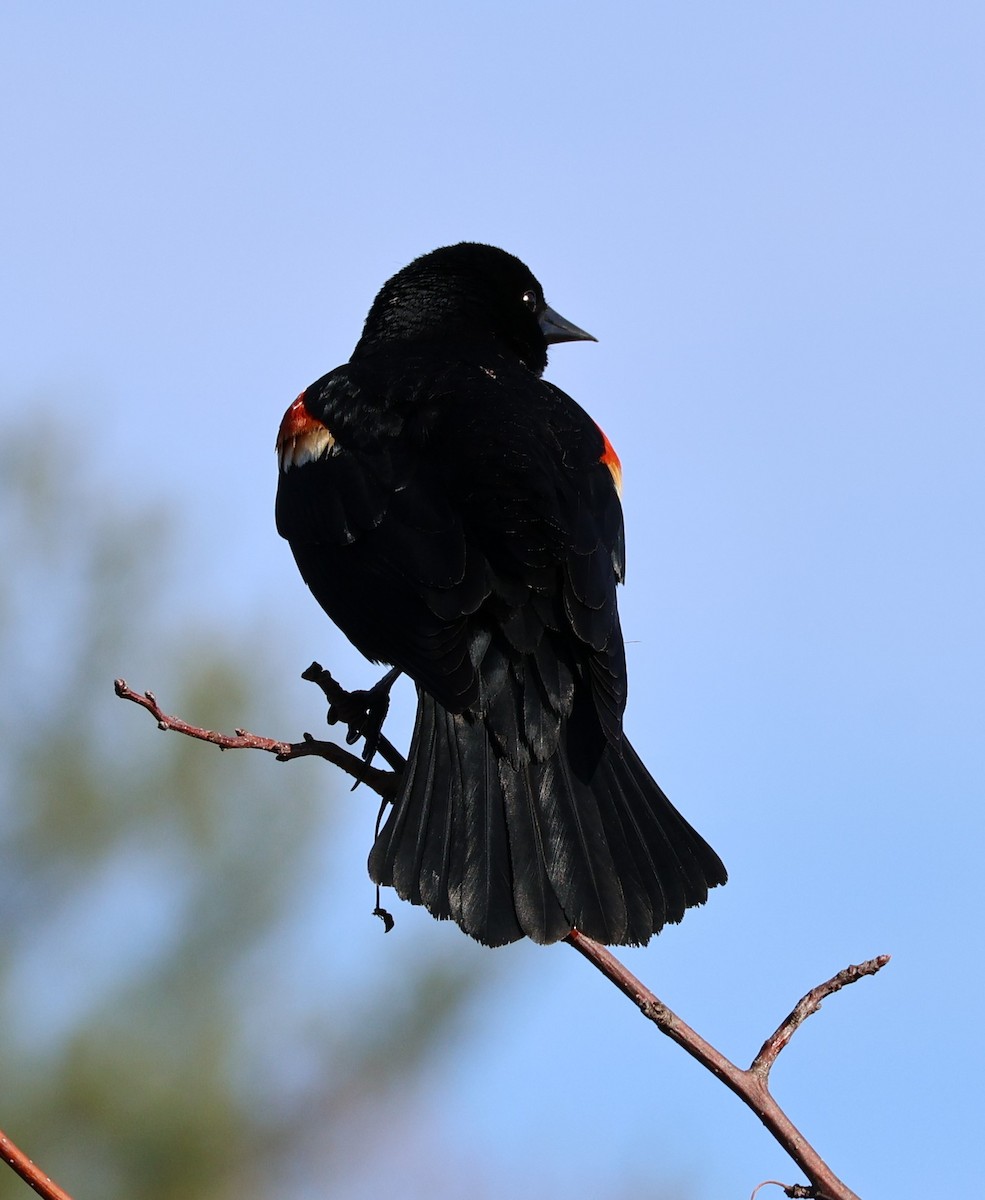 Red-winged Blackbird - ML634342121
