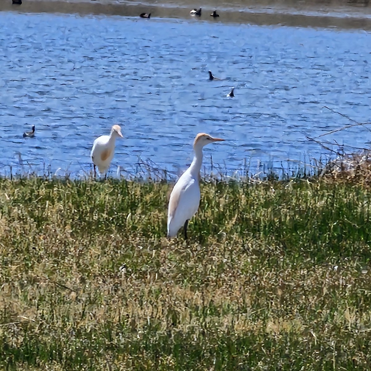 Western Cattle-Egret - ML634342203
