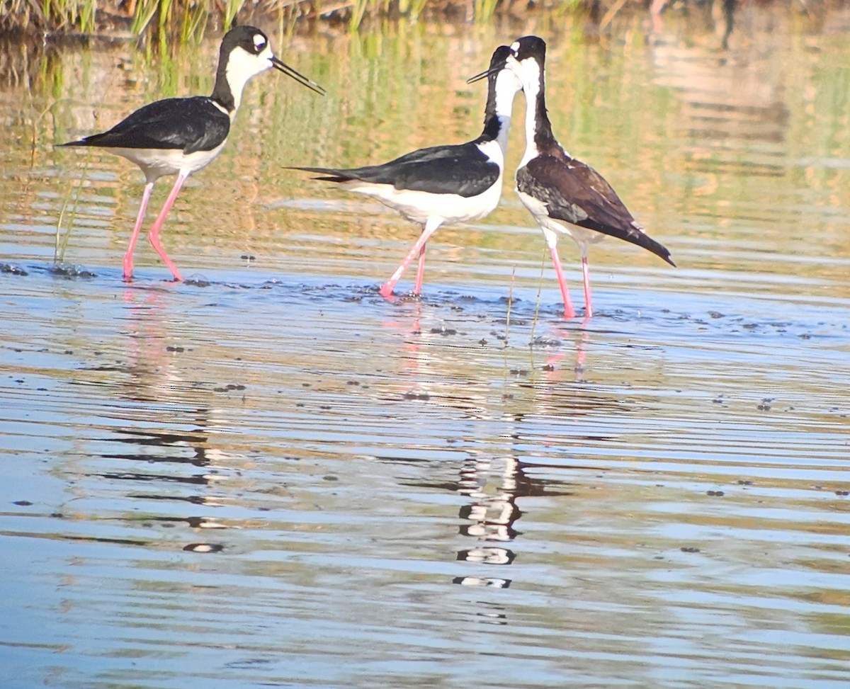Black-necked Stilt - ML634342238