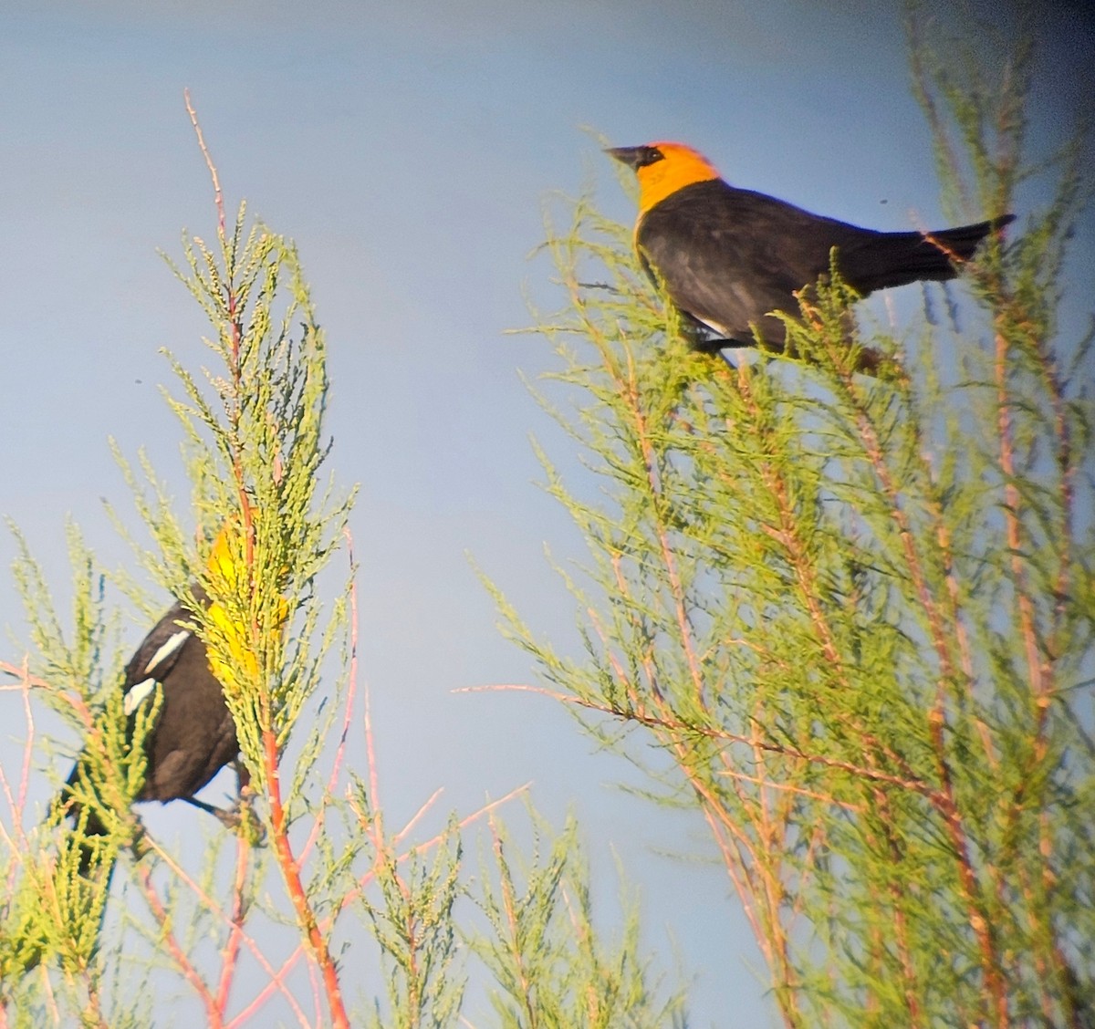 Yellow-headed Blackbird - ML634342243