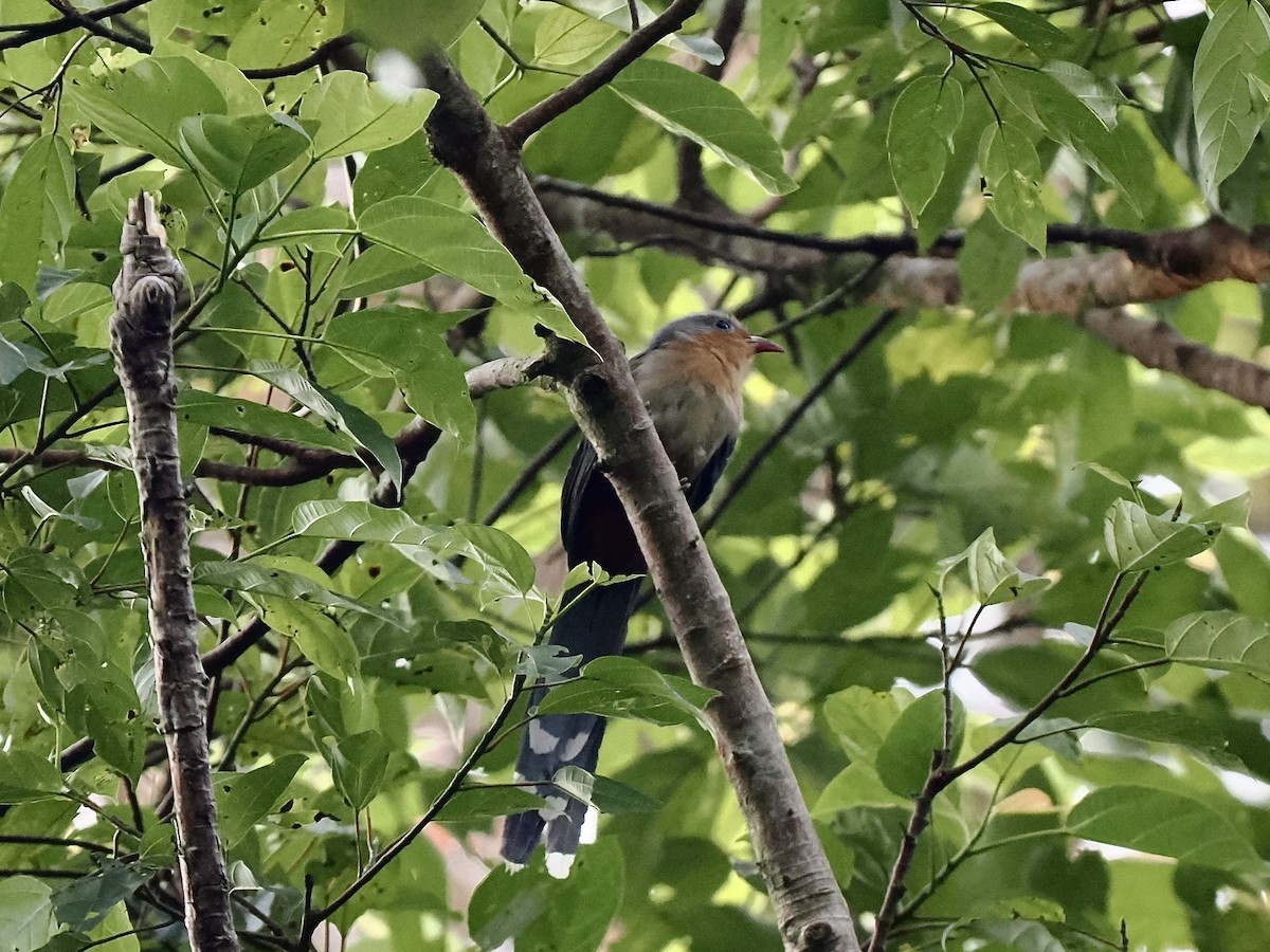 Red-billed Malkoha - ML634342282