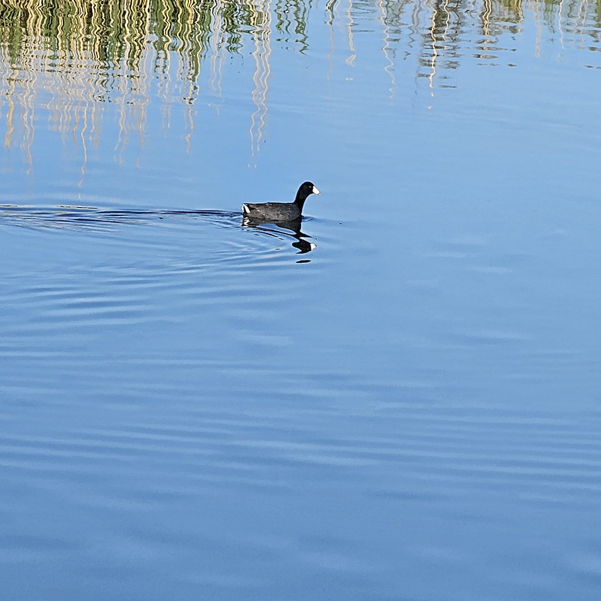 American Coot - ML634342288