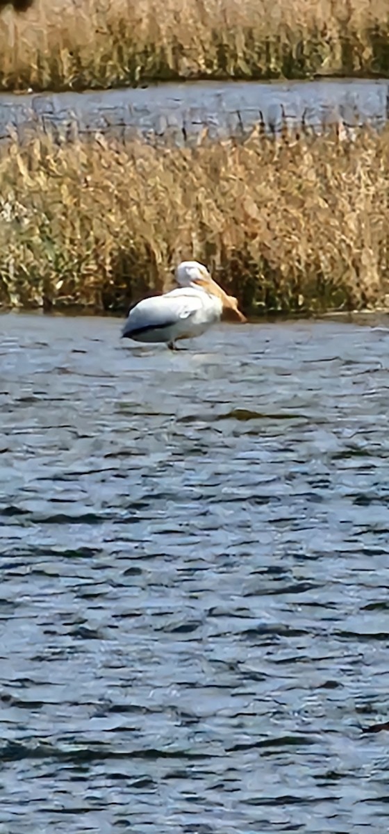 American White Pelican - ML634342358