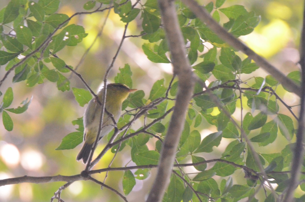 Yellow-throated Woodland-Warbler - ML634342362