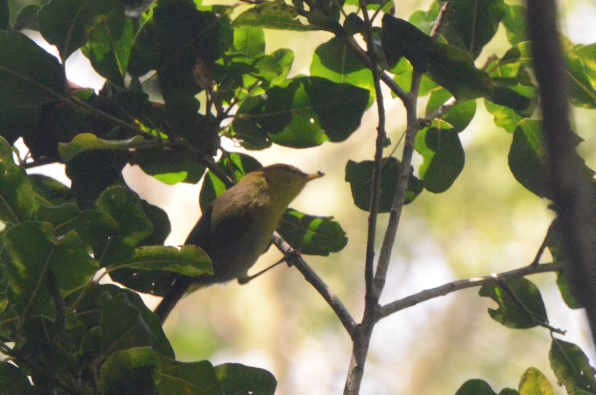 Yellow-throated Woodland-Warbler - ML634342429