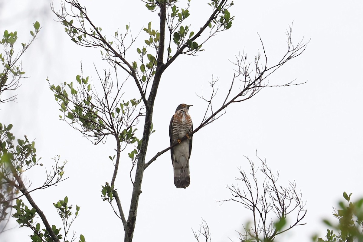 Large Hawk-Cuckoo - ML634342928