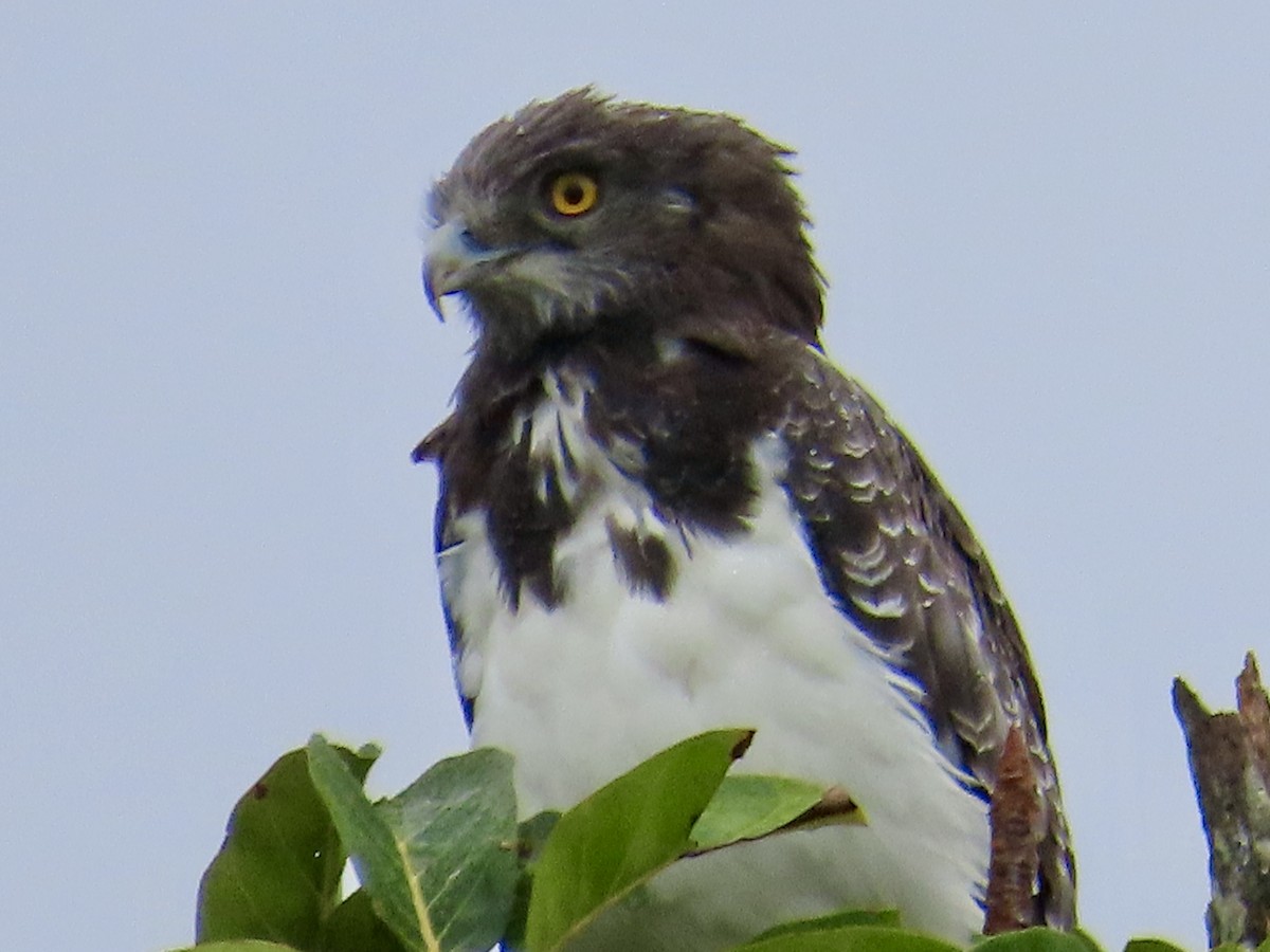 Black-chested Snake-Eagle - ML634342957