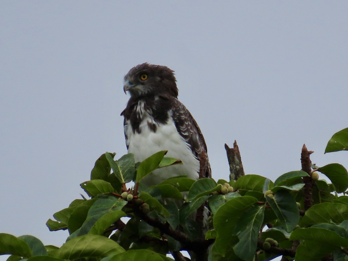 Black-chested Snake-Eagle - ML634342958