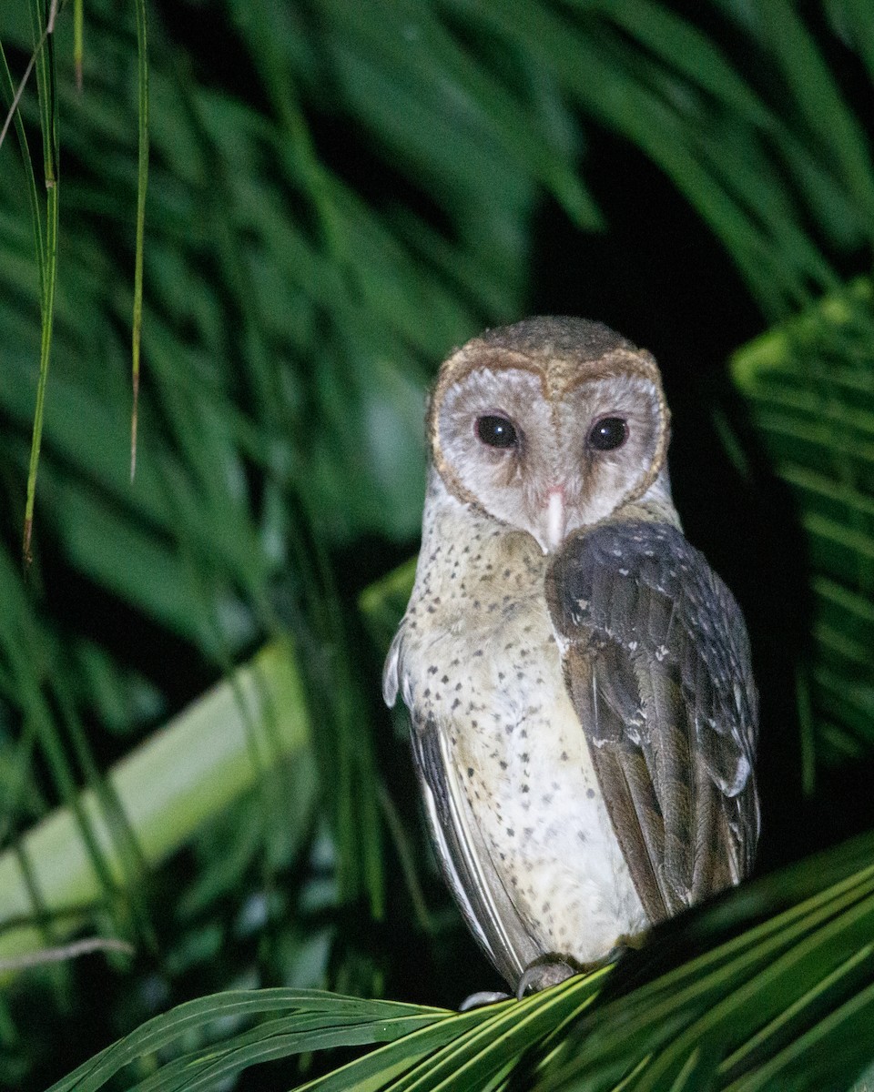 Andaman Masked-Owl - ML634343187