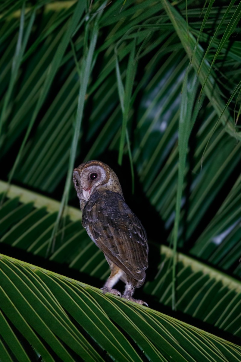 Andaman Masked-Owl - ML634343231