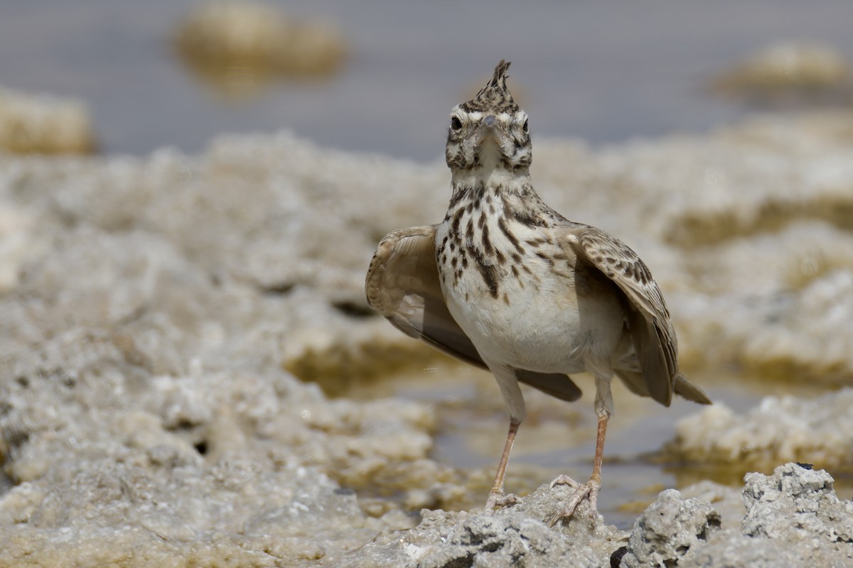 Crested Lark (Crested) - ML634343311