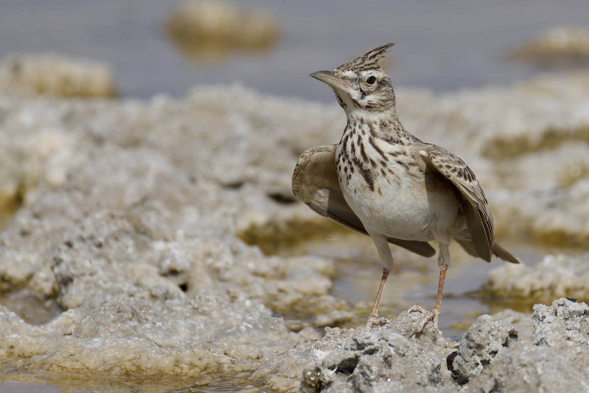 Crested Lark (Crested) - ML634343312