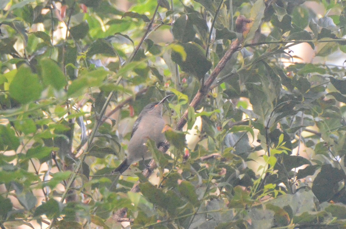 Mouse-colored Sunbird - ML634343413