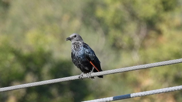 Red-winged Starling - ML634343420
