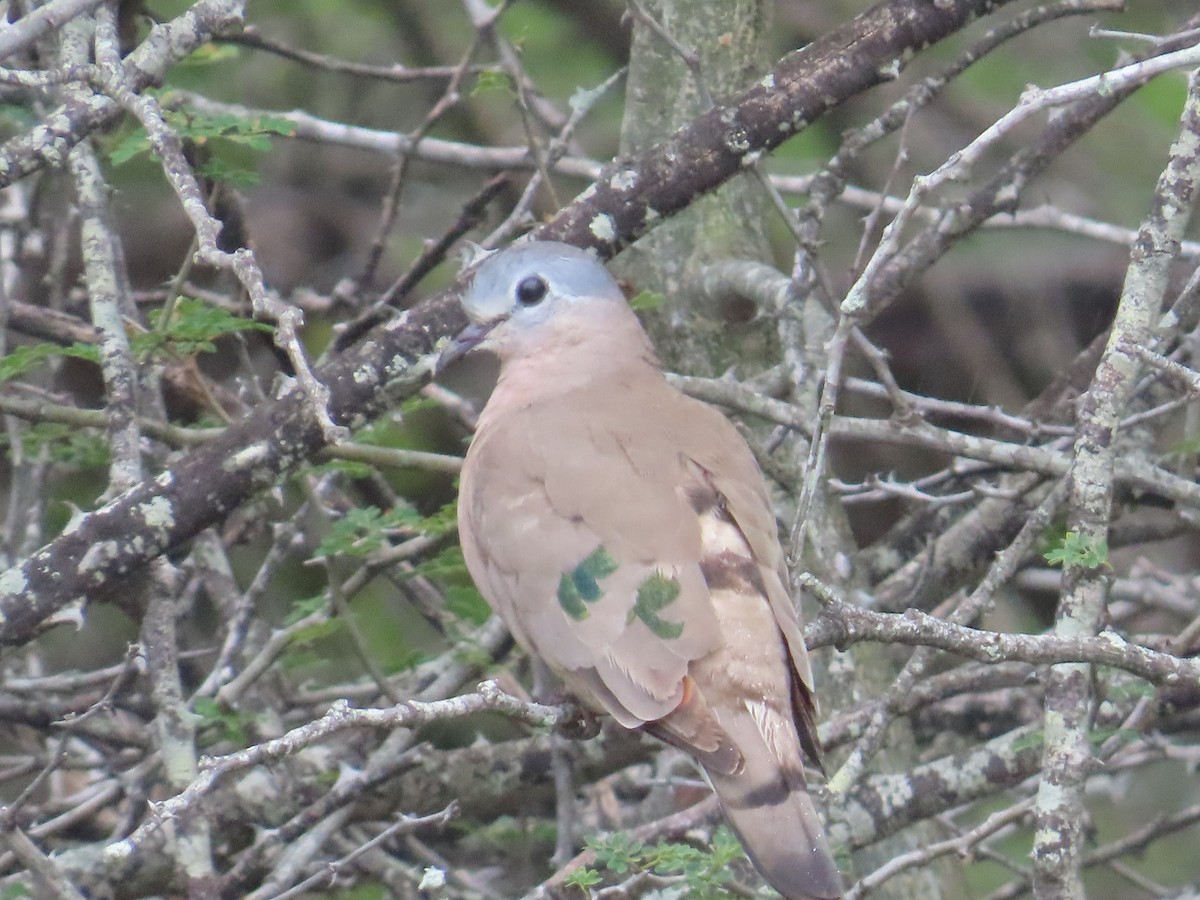 Emerald-spotted Wood-Dove - ML634343440