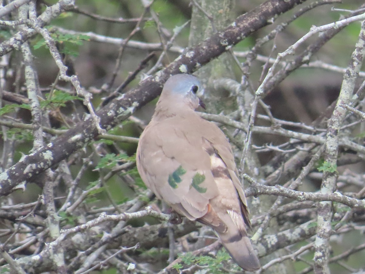 Emerald-spotted Wood-Dove - ML634343441