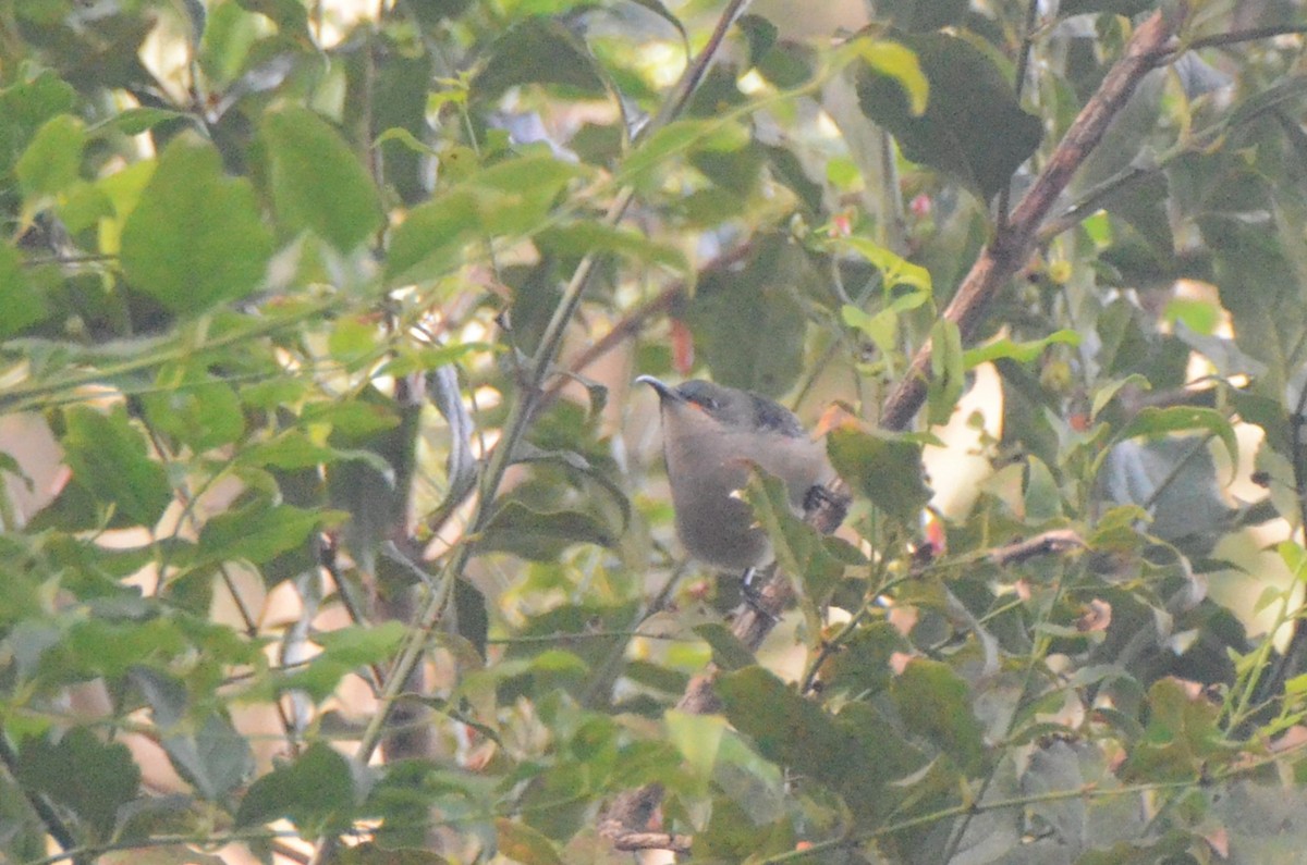 Mouse-colored Sunbird - ML634343463