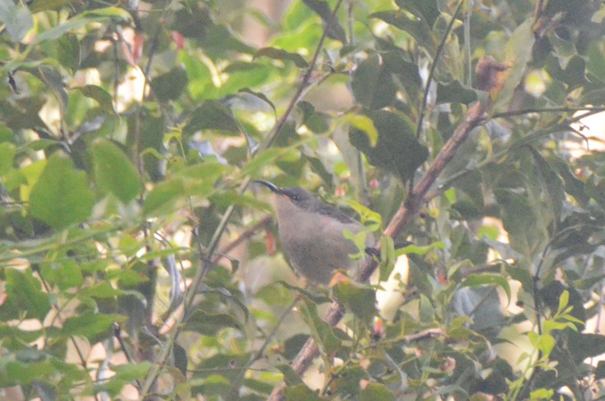 Mouse-colored Sunbird - ML634343473