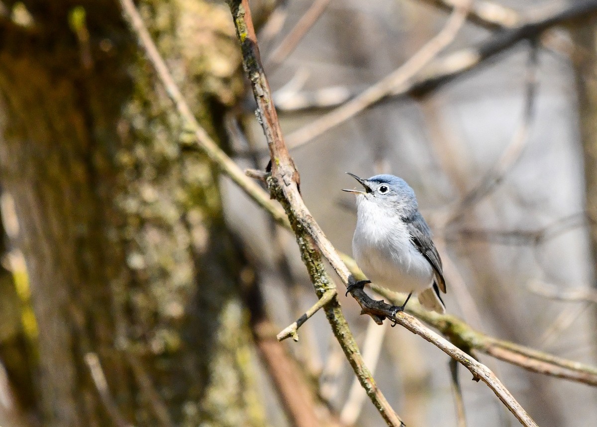 Blue-gray Gnatcatcher - ML634343517