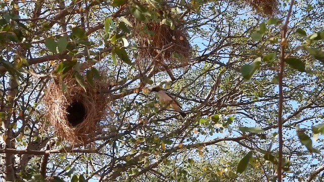 White-browed Sparrow-Weaver - ML634343534