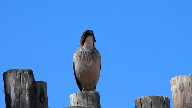 White-browed Sparrow-Weaver - ML634343541