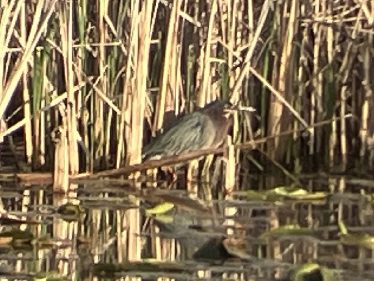 grønnrygghegre - ML634343677