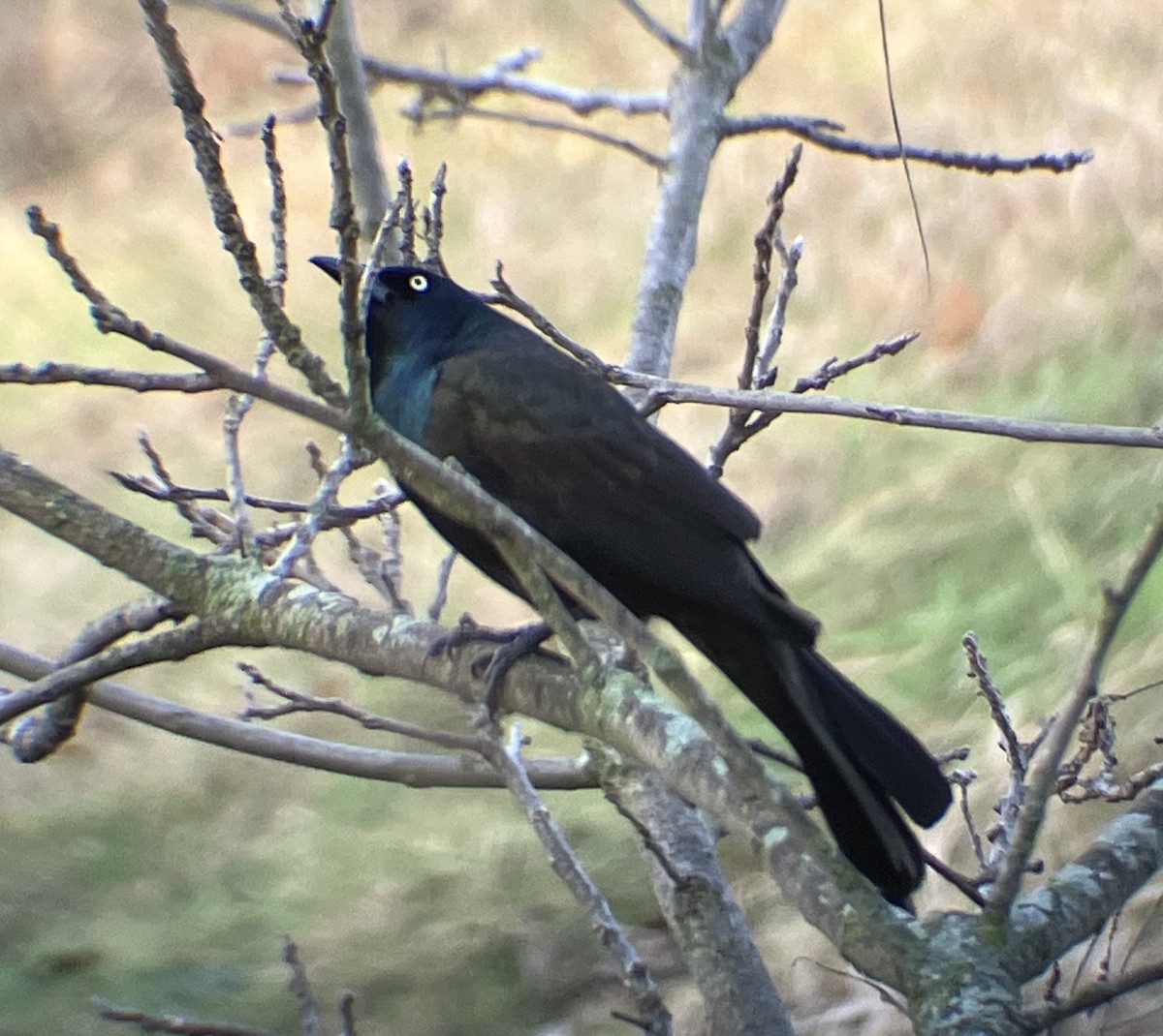 Common Grackle - ML634343696