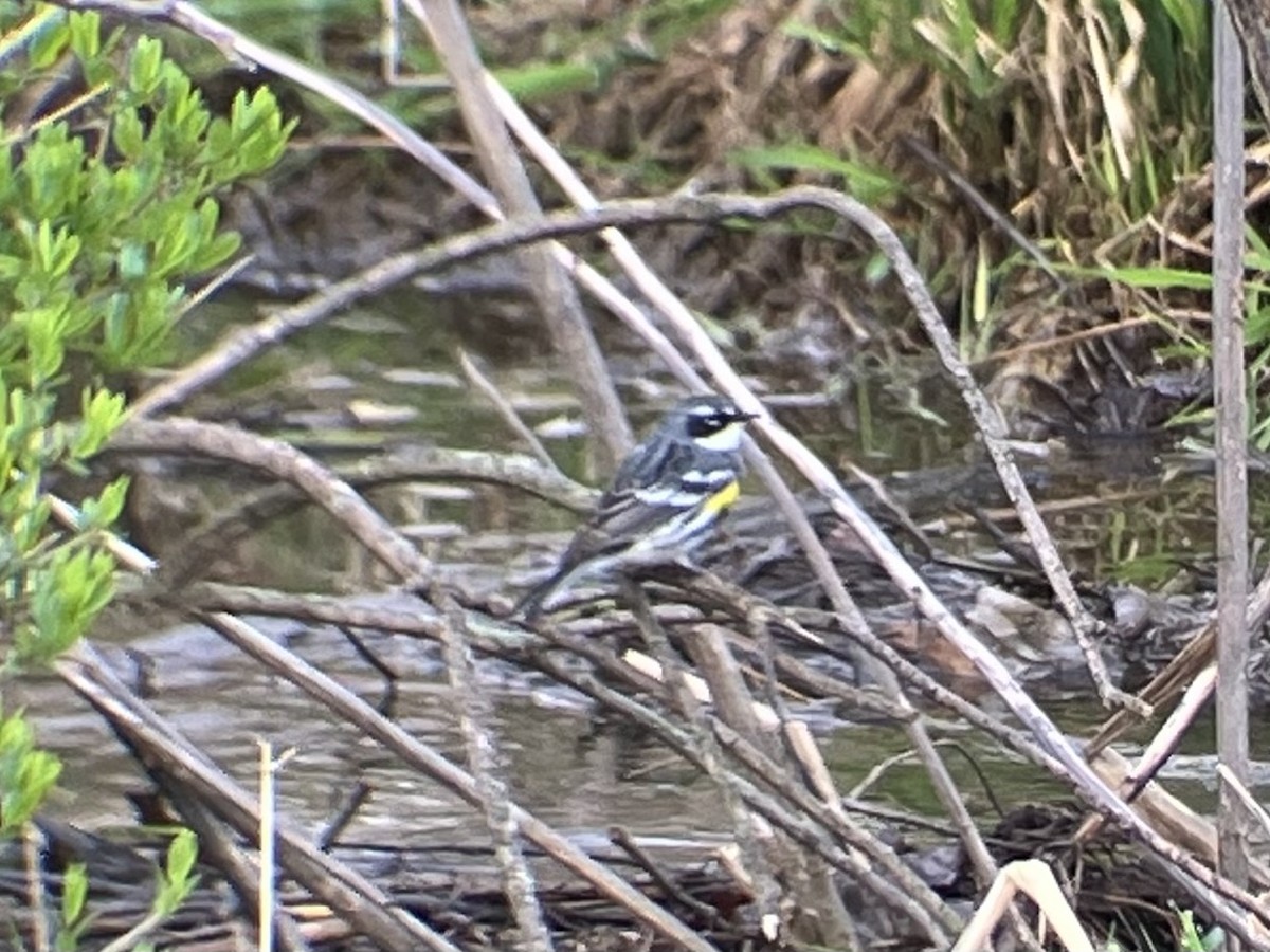 Yellow-rumped Warbler (Myrtle) - ML634343702