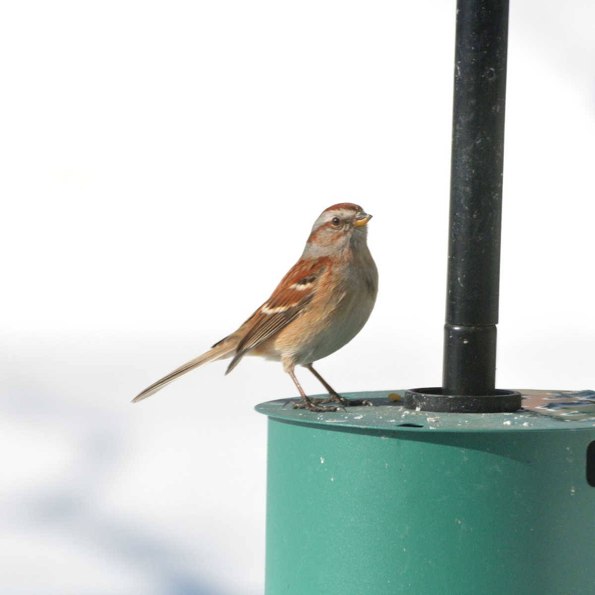 American Tree Sparrow - ML634343713