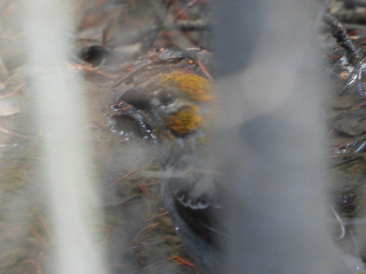 Pine Grosbeak - Hazem Alkhan