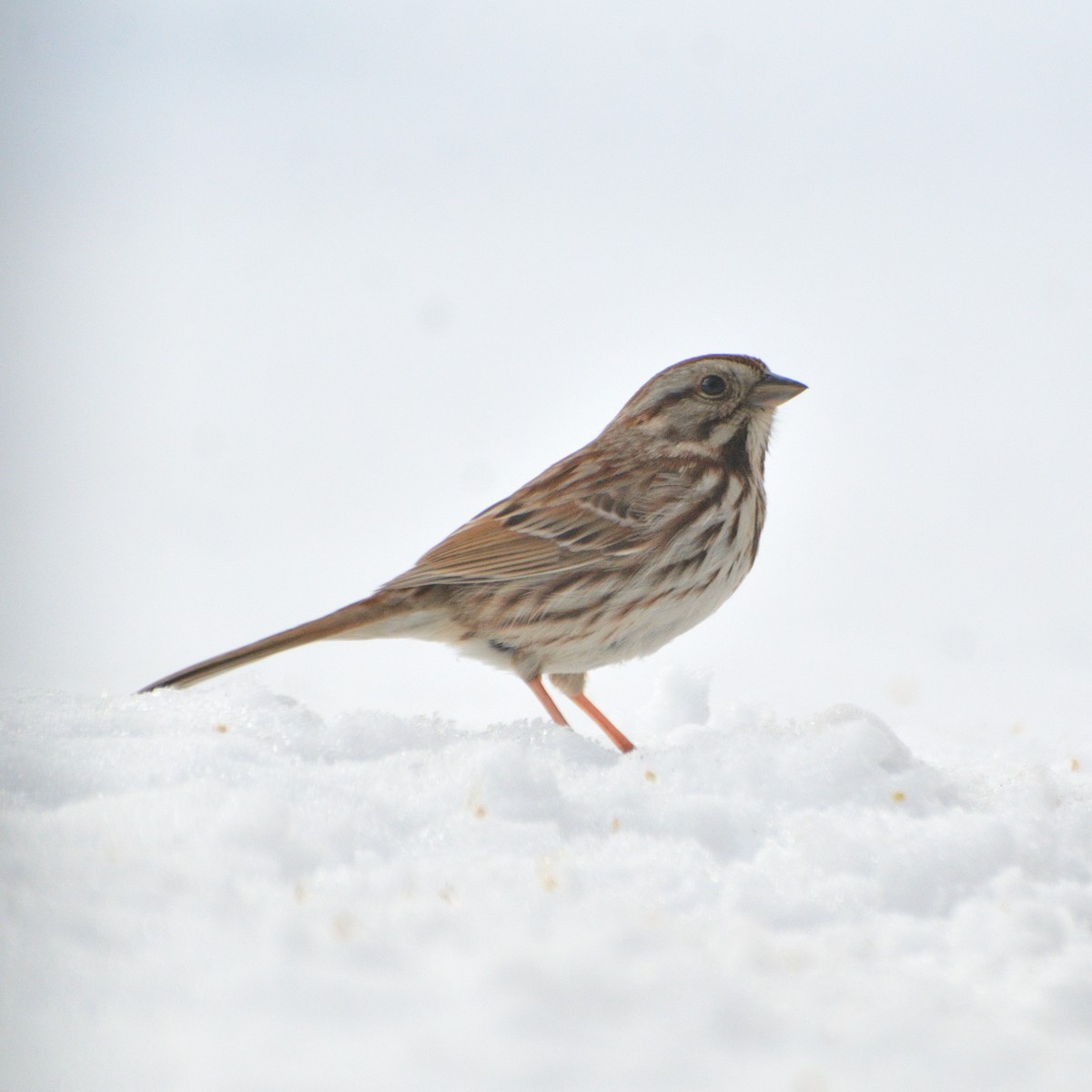 Song Sparrow - ML634343767