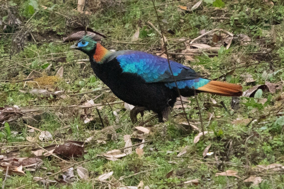 Himalayan Monal - ML634343771