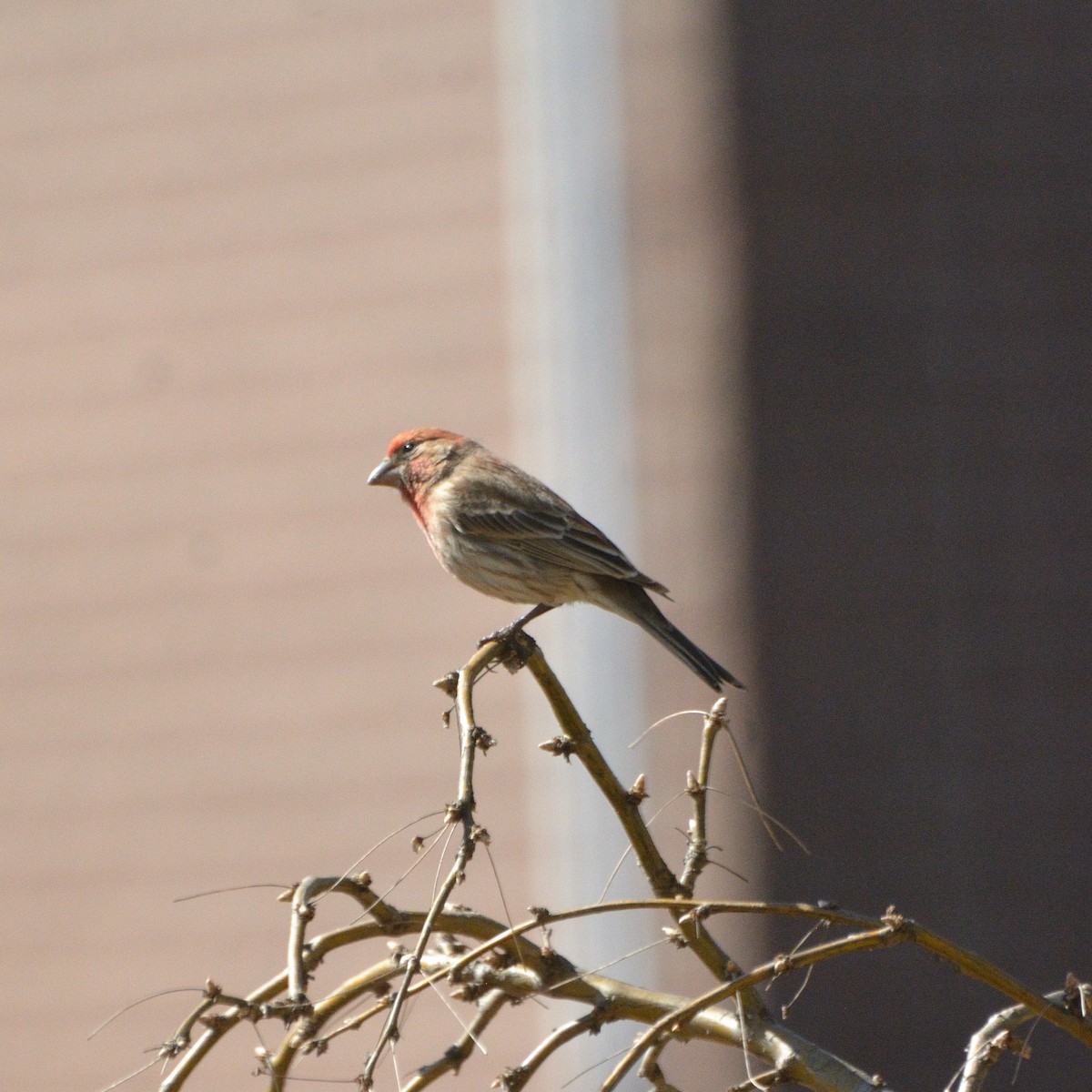 House Finch - ML634343780