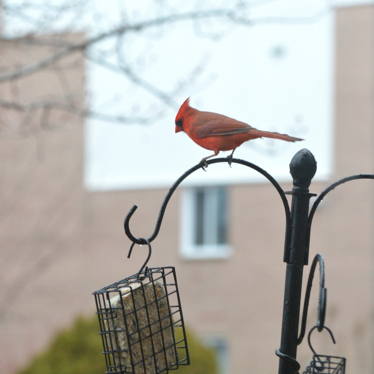 Northern Cardinal - ML634343798