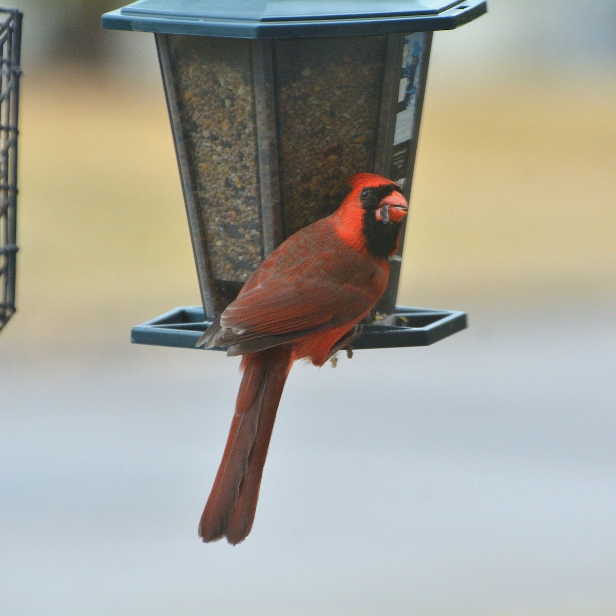 Northern Cardinal - ML634343799