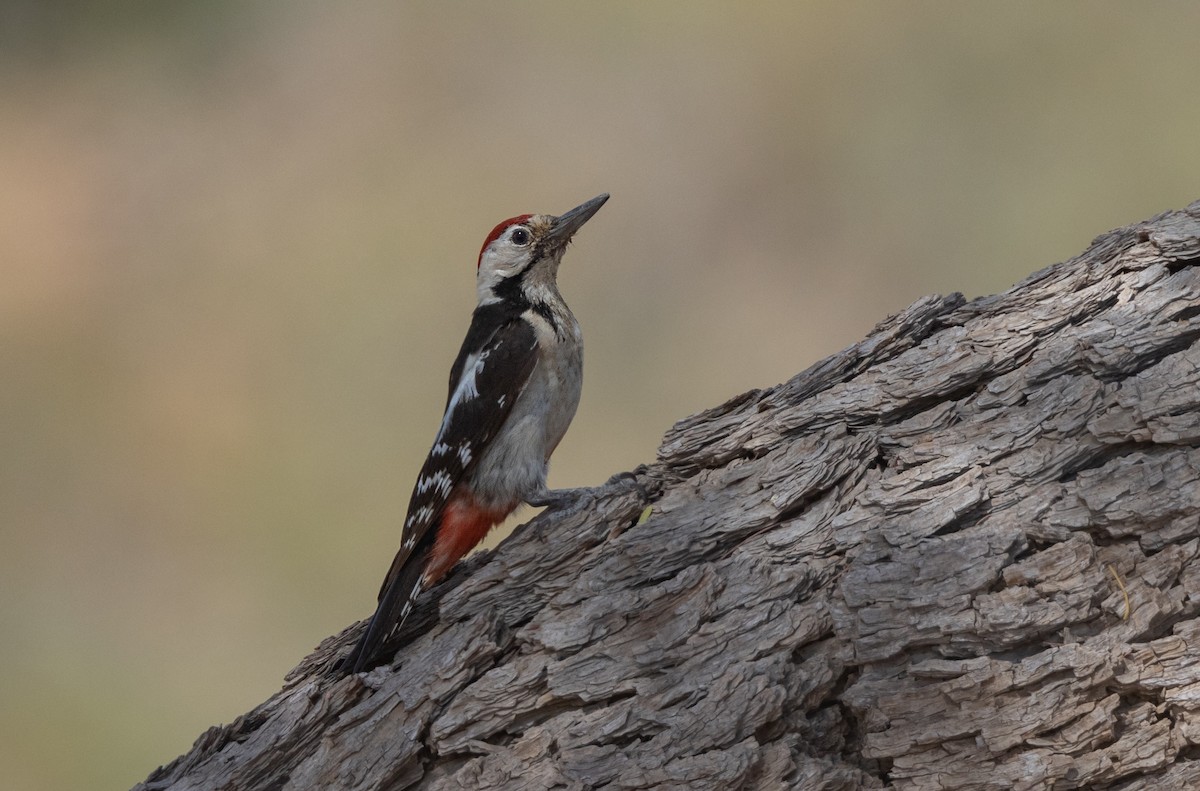 Sind Woodpecker - ML634344166