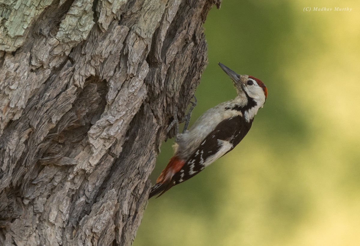 Sind Woodpecker - ML634344167