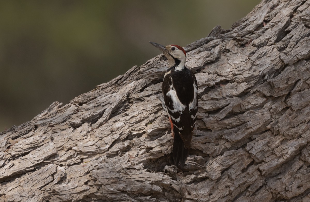 Sind Woodpecker - ML634344168