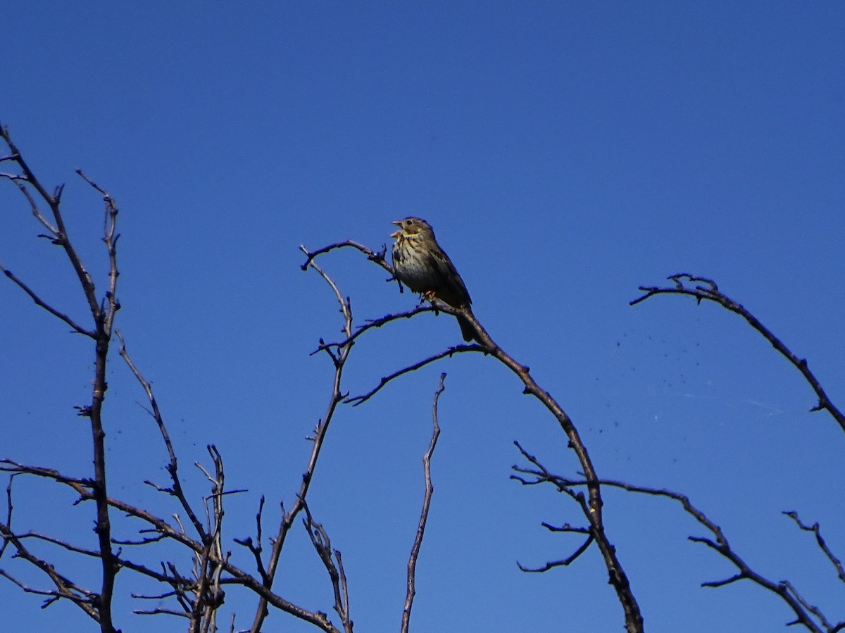 Corn Bunting - ML634344302