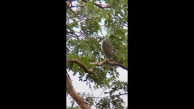 Collared Forest-Falcon - ML634344325