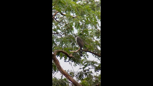 Collared Forest-Falcon - ML634344328