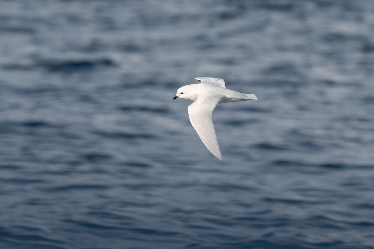 Snow Petrel - ML634344336