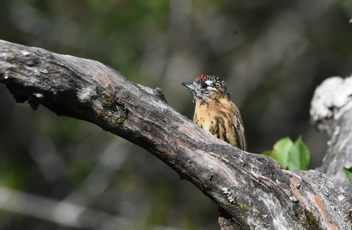 Mottled Piculet - ML634344385