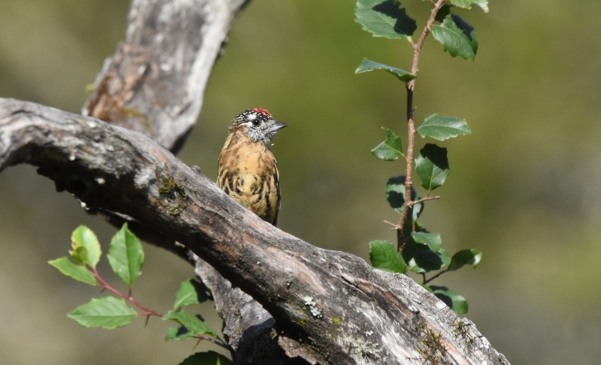 Mottled Piculet - ML634344386