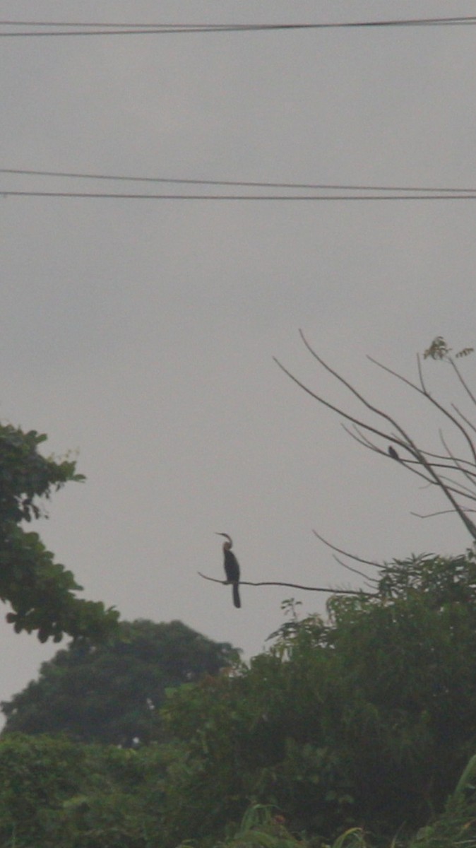 Anhinga asiarra - ML634344408